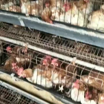 出售优质优质笼养土杂鸡