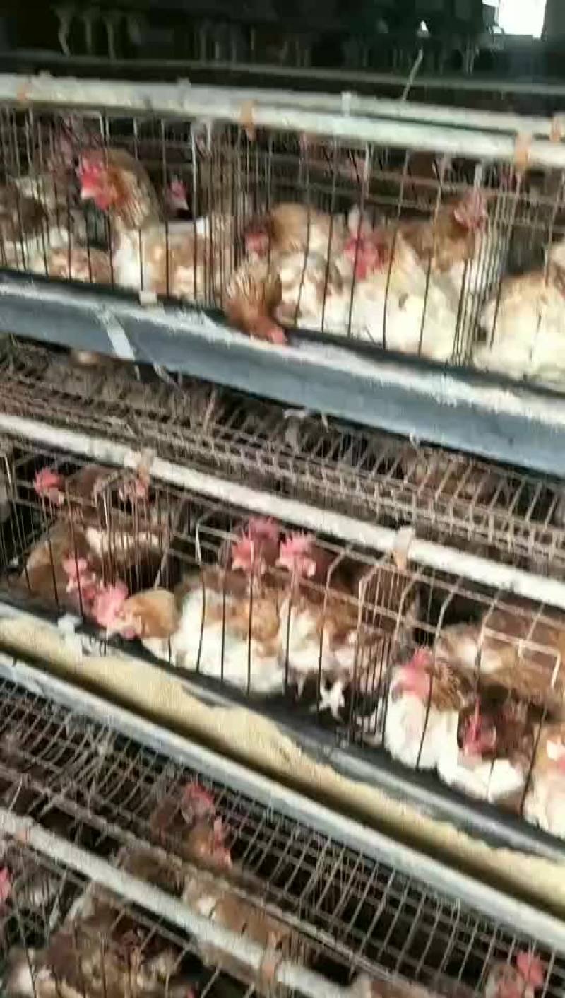 出售优质优质笼养土杂鸡