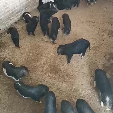 纯种本地黑猪繁育合作社