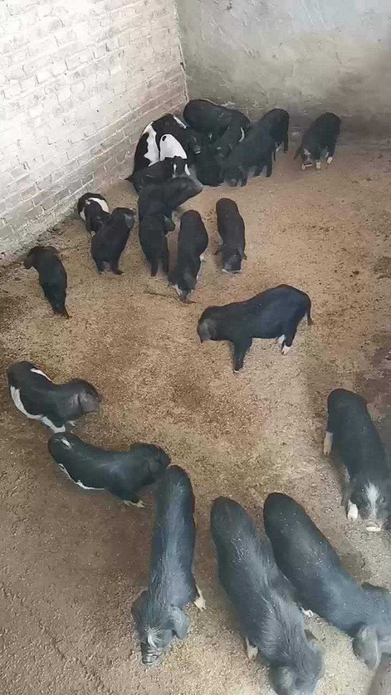 纯种本地黑猪繁育合作社