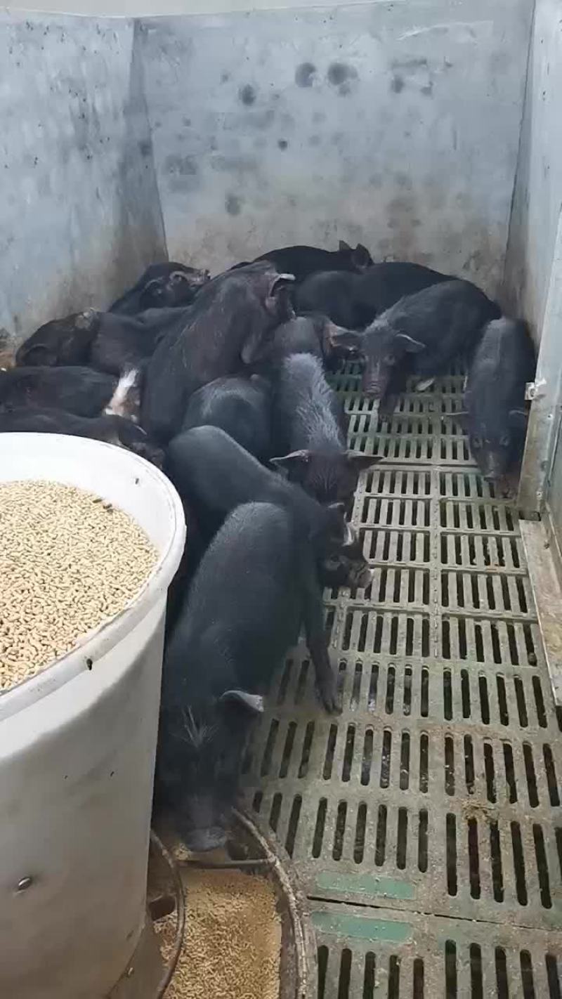 纯种本地黑猪繁育合作社