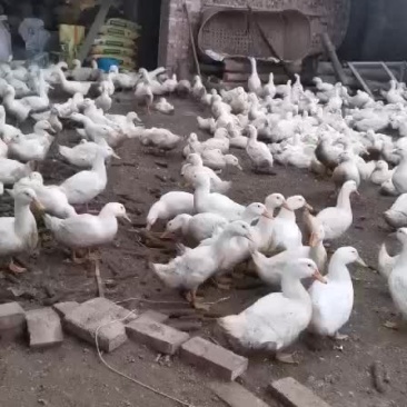 肉鸭