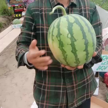 精品次瓜
