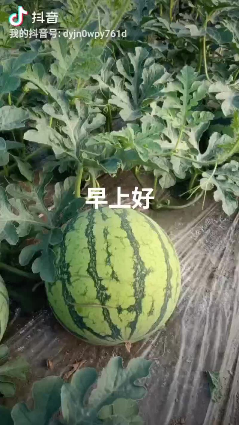 正崇半截楼西瓜自生苗