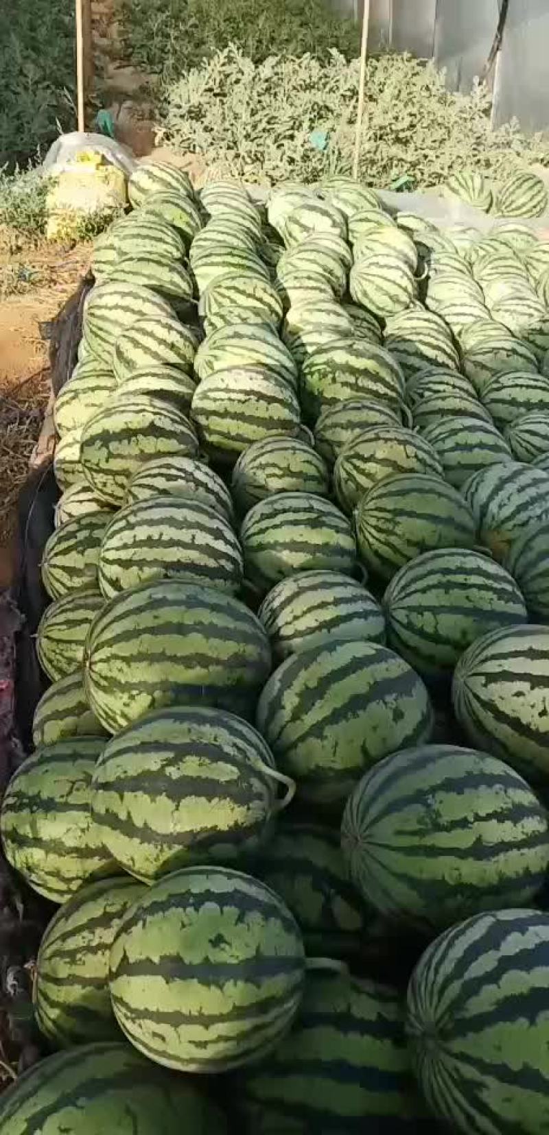 麒麟瓜