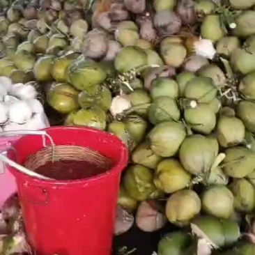 老椰子毛椰