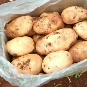 土豆