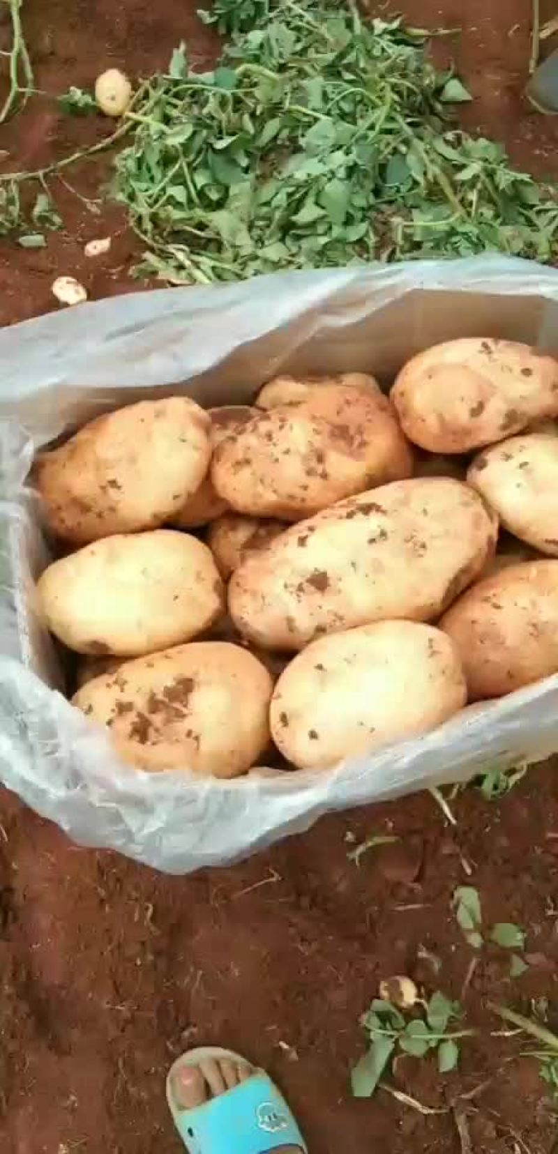 土豆