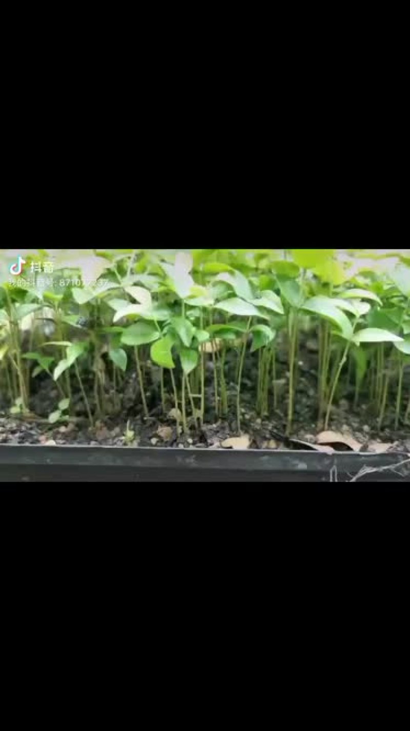 树葡萄苗初生苗开始预定啦