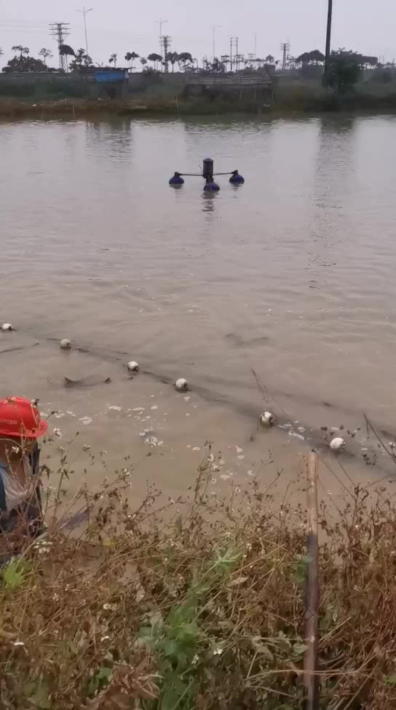 鸭嘴鱼每天大量供应