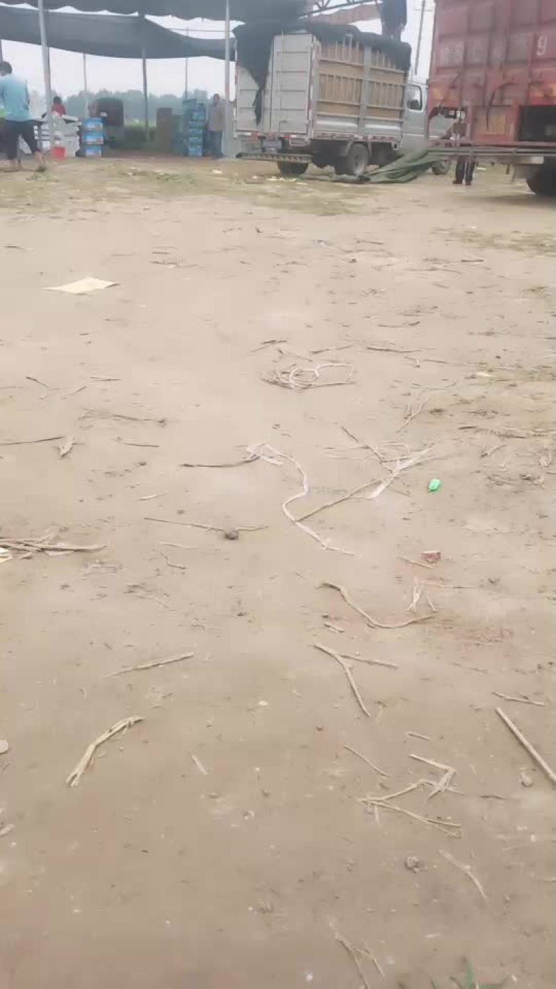 西瓜