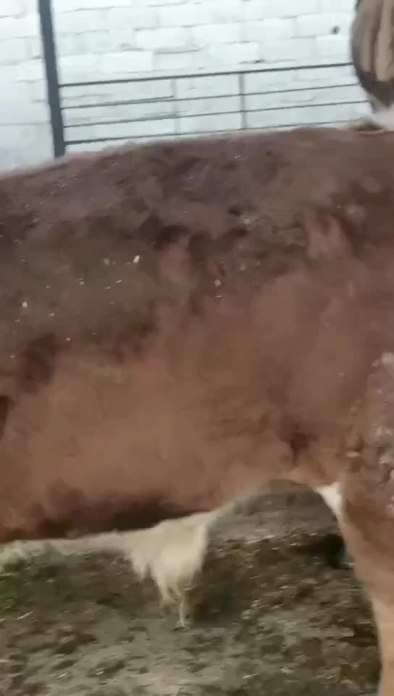 西门塔尔牛，夏洛莱牛