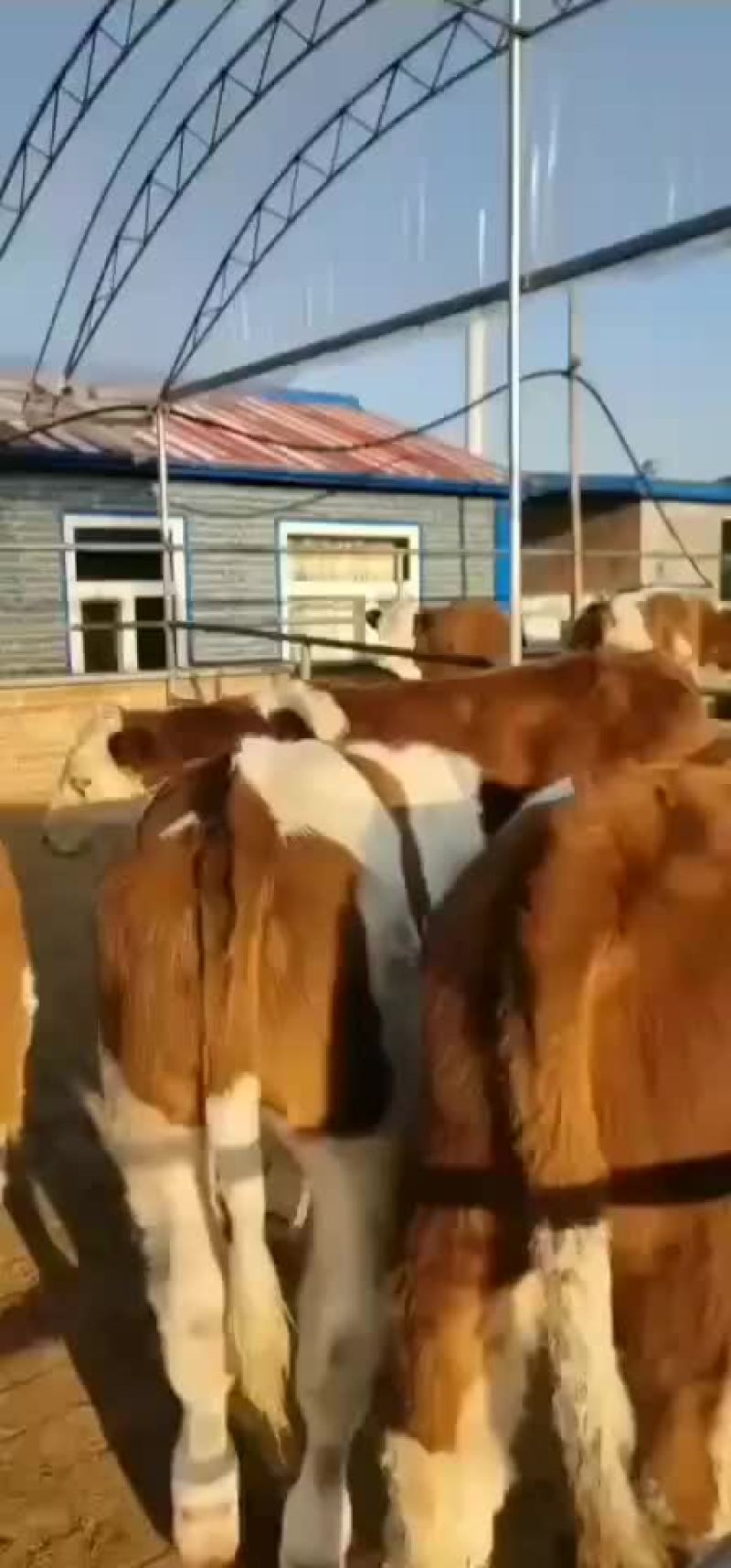 西门塔尔牛，夏洛莱牛