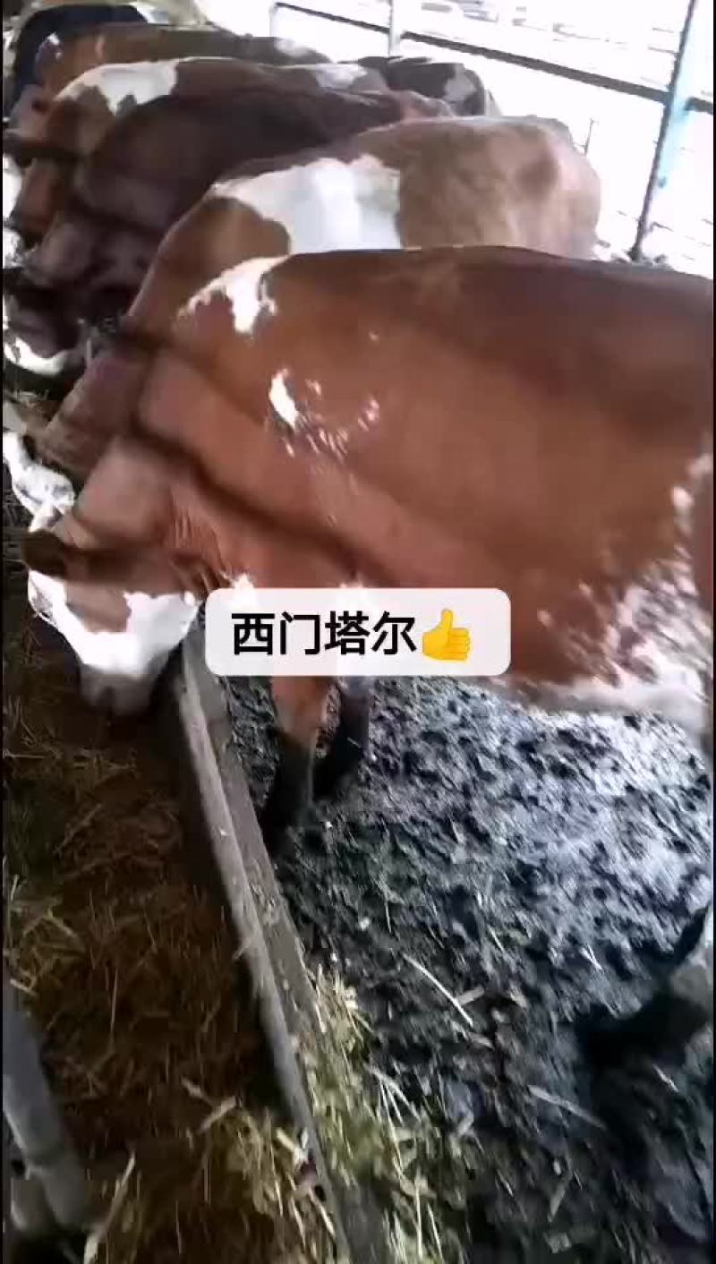 西门塔尔牛，夏洛莱牛