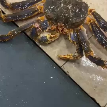 鲜活新鲜热销阿拉斯加帝王蟹全程视频空运物流