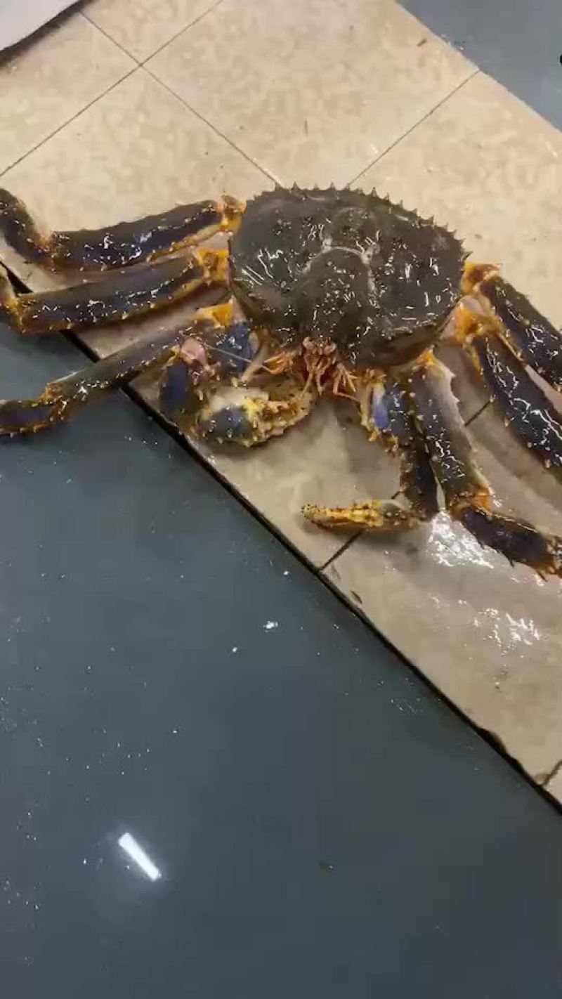 鲜活新鲜热销阿拉斯加帝王蟹全程视频空运物流