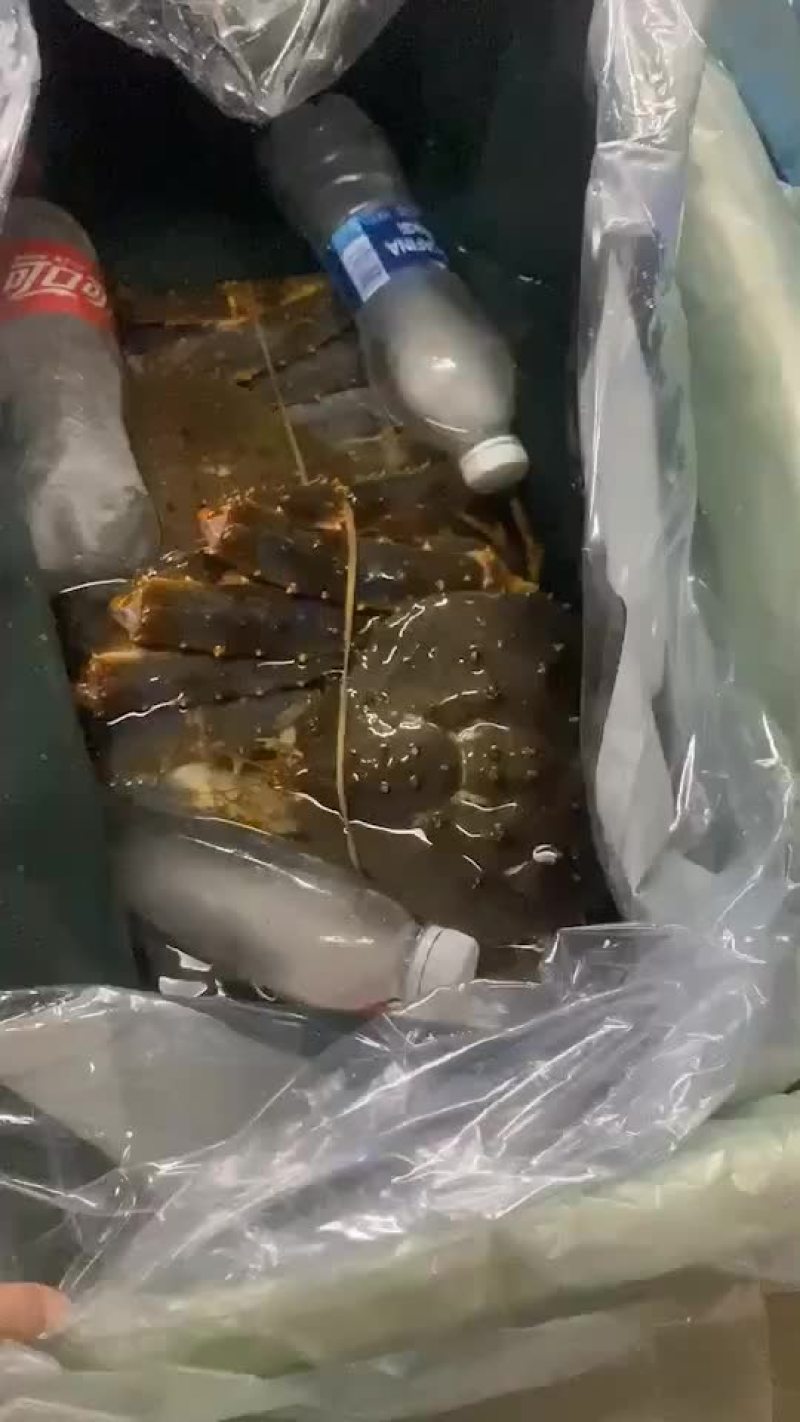 鲜活新鲜热销阿拉斯加帝王蟹全程视频空运物流