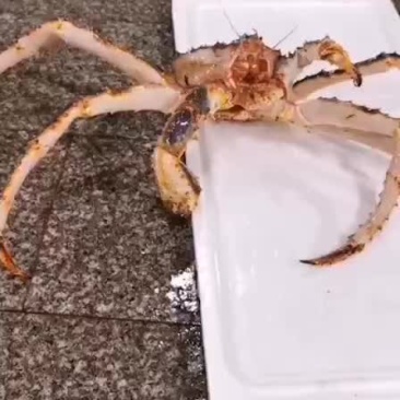 新鲜鲜活深海阿拉斯加帝王蟹