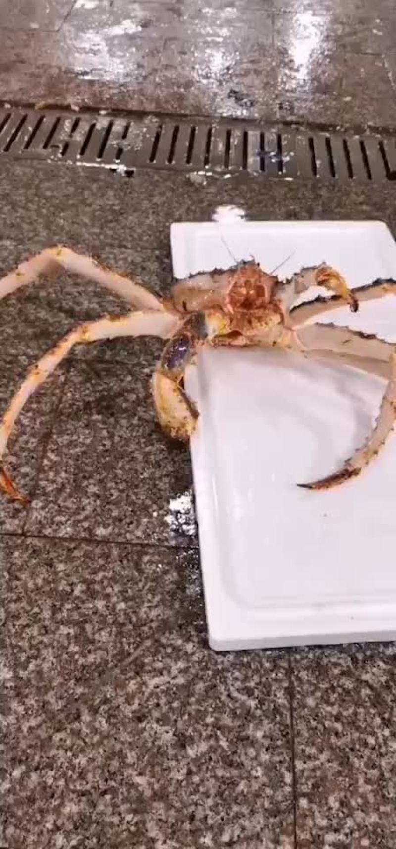 新鲜鲜活深海阿拉斯加帝王蟹