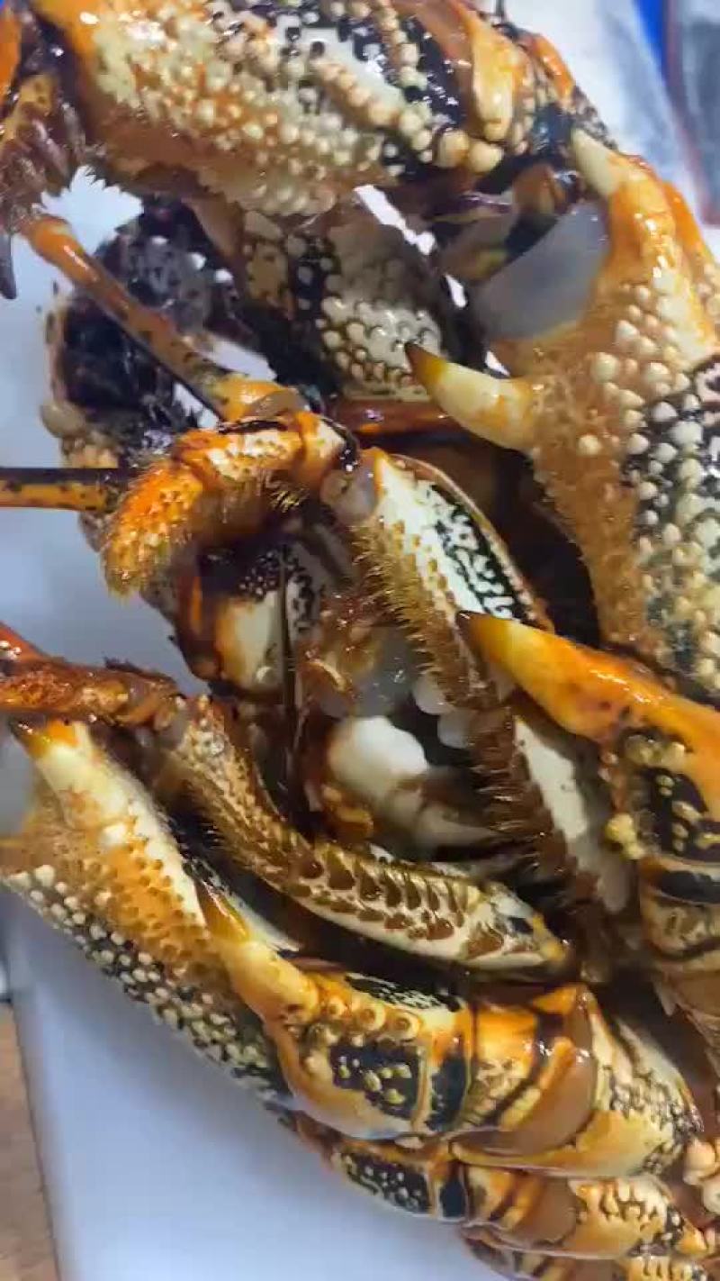 鲜活价格实惠高品质澳洲龙虾