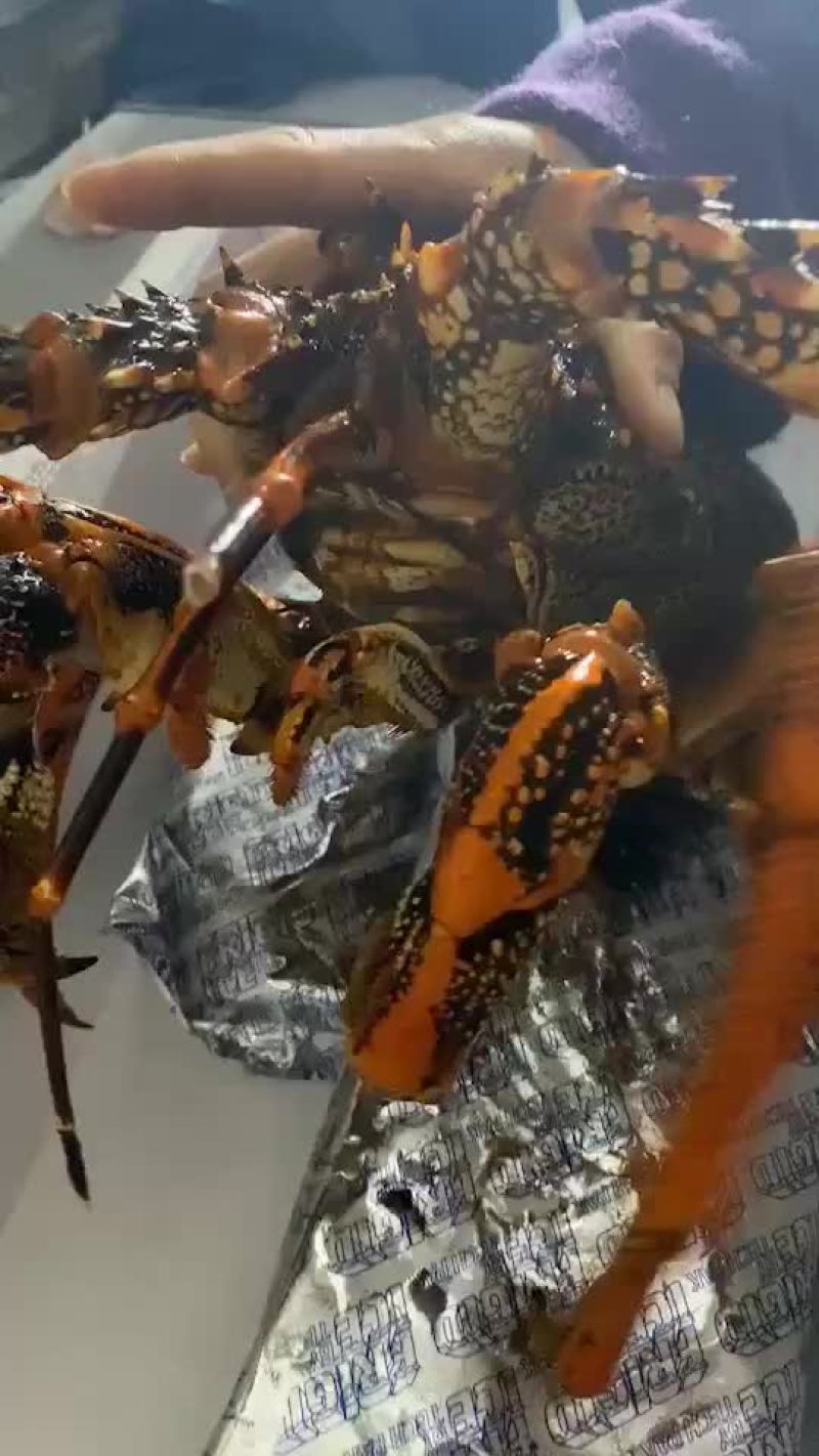 鲜活价格实惠高品质澳洲龙虾
