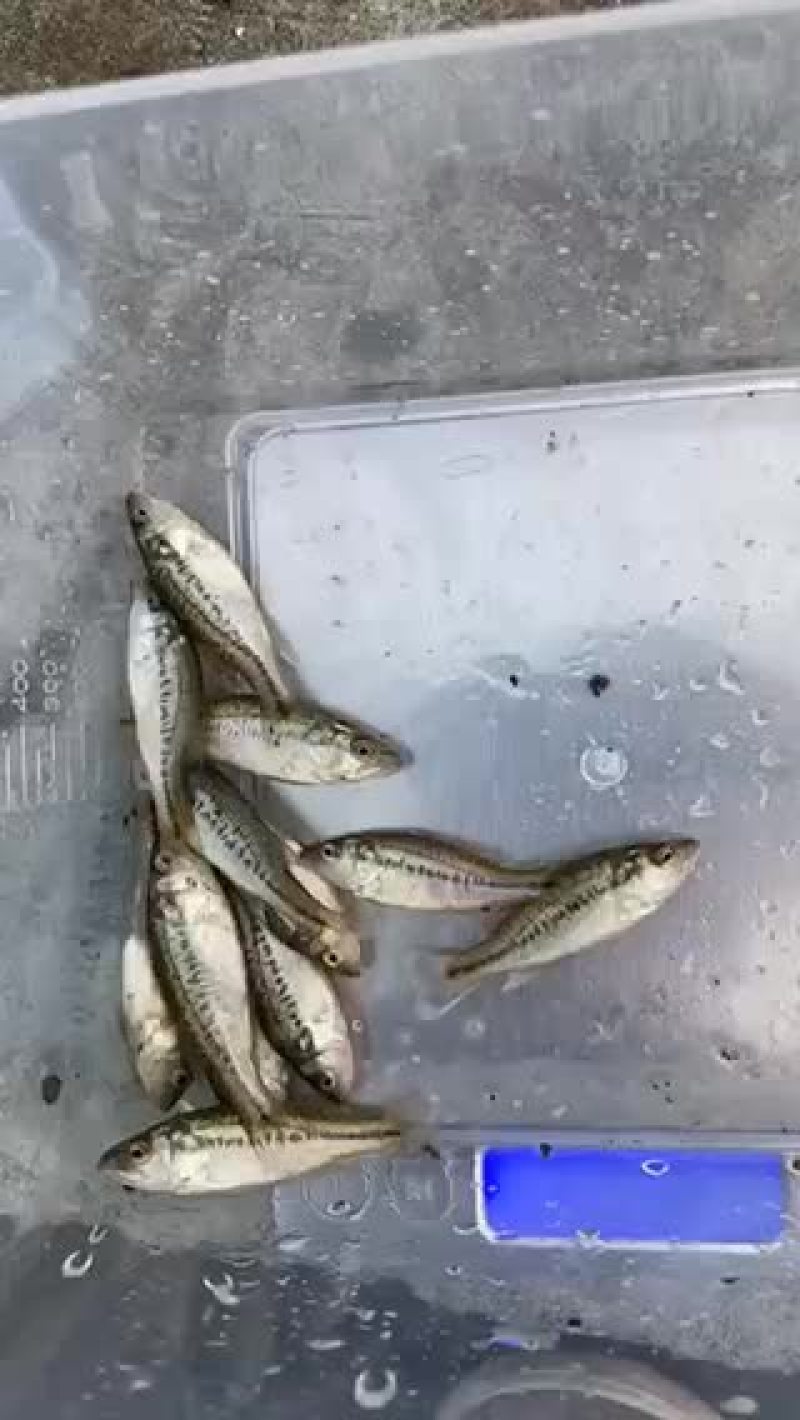 鲈鱼苗