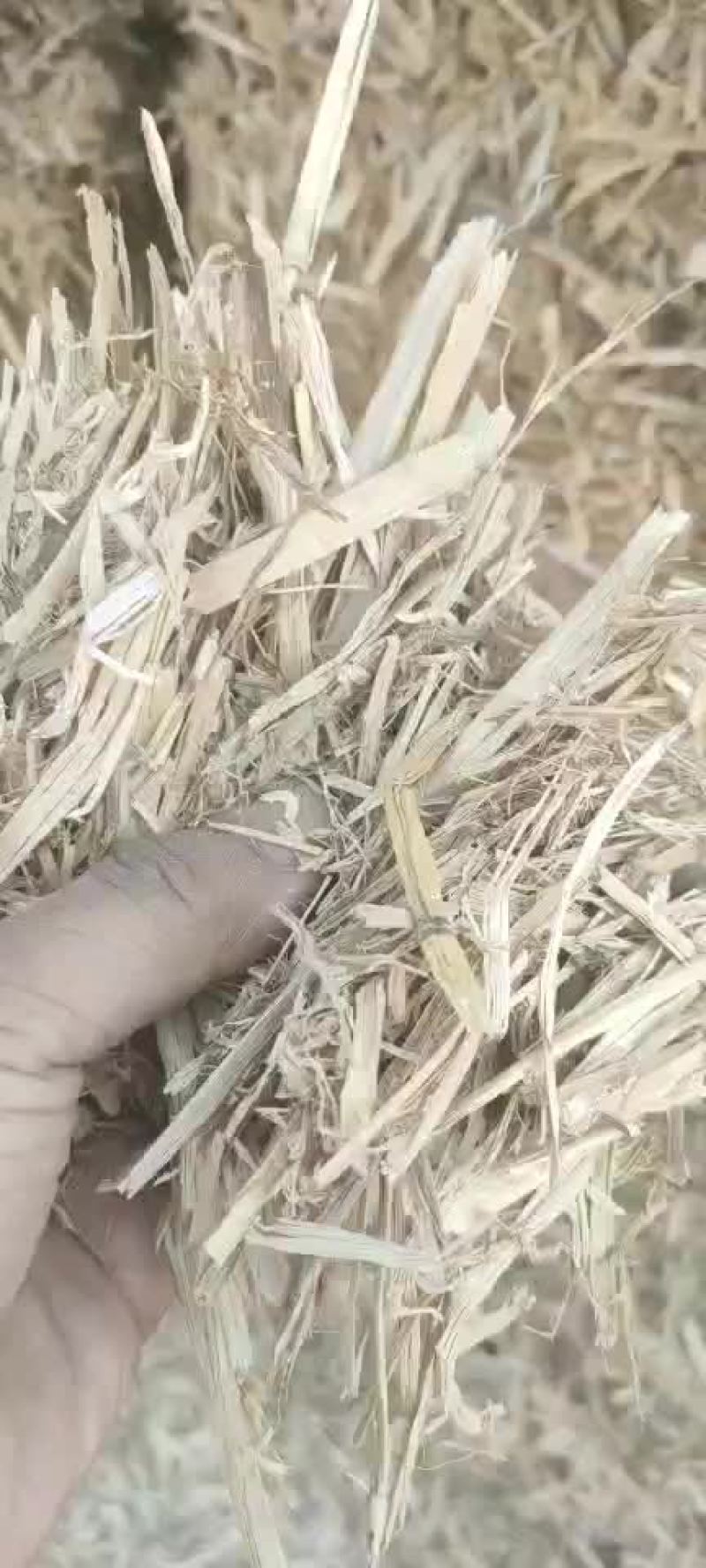 大捆切断柔丝稻草
