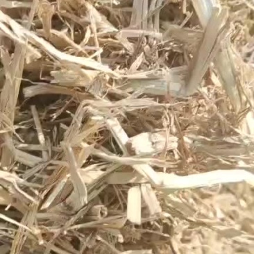 大捆切断柔丝稻草
