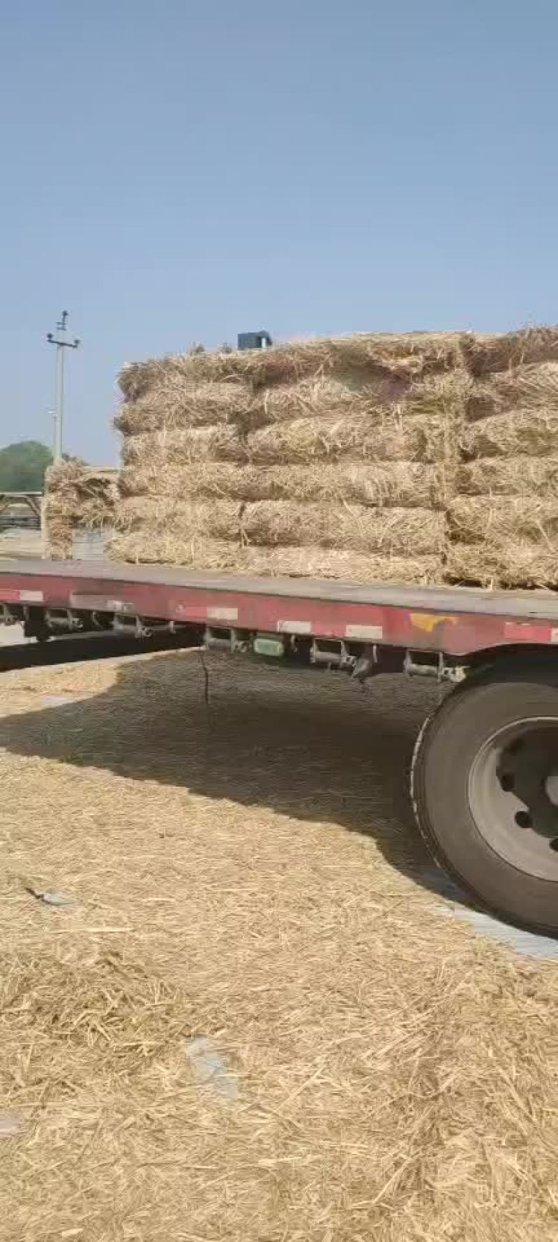 大捆切断柔丝稻草