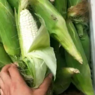 本地白玉米