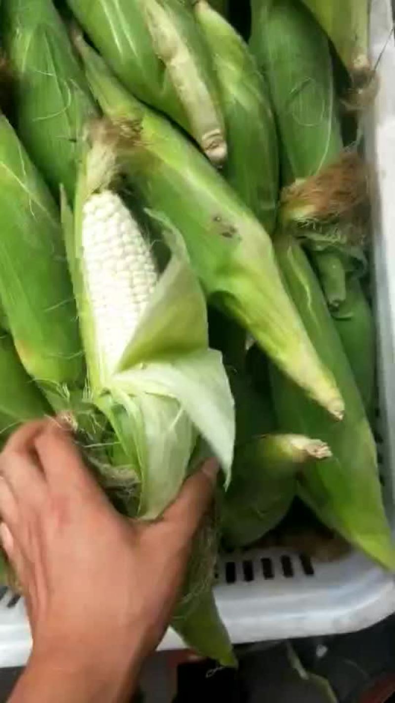 本地万糯2000白玉米，菜玉米大量上市