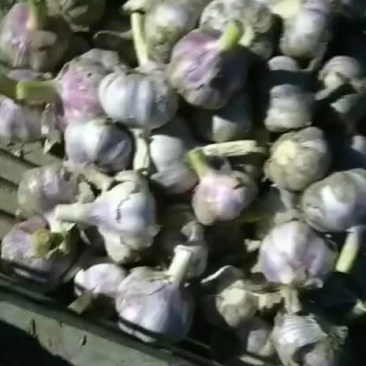 金乡大蒜