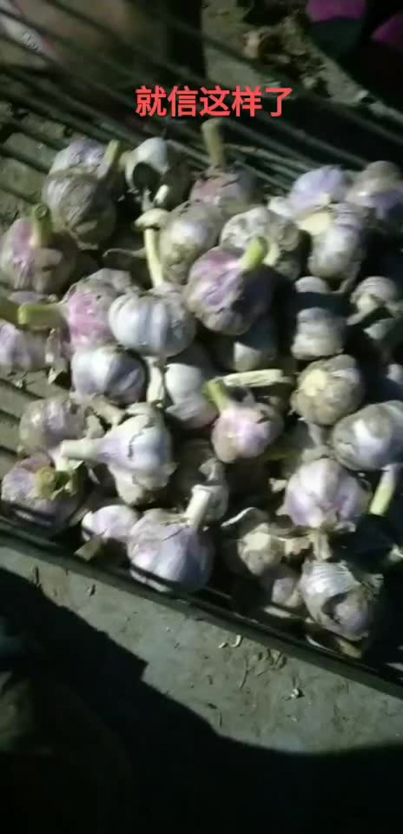 金乡大蒜