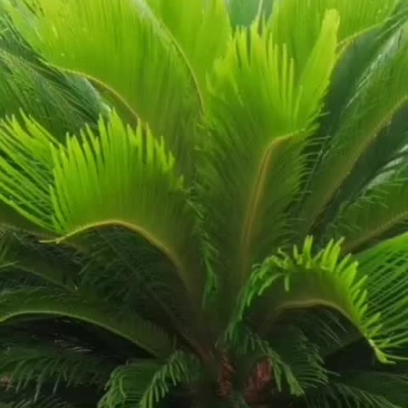 铁树/苏铁树/盆景绿化/花卉盆景/种植场直接发货