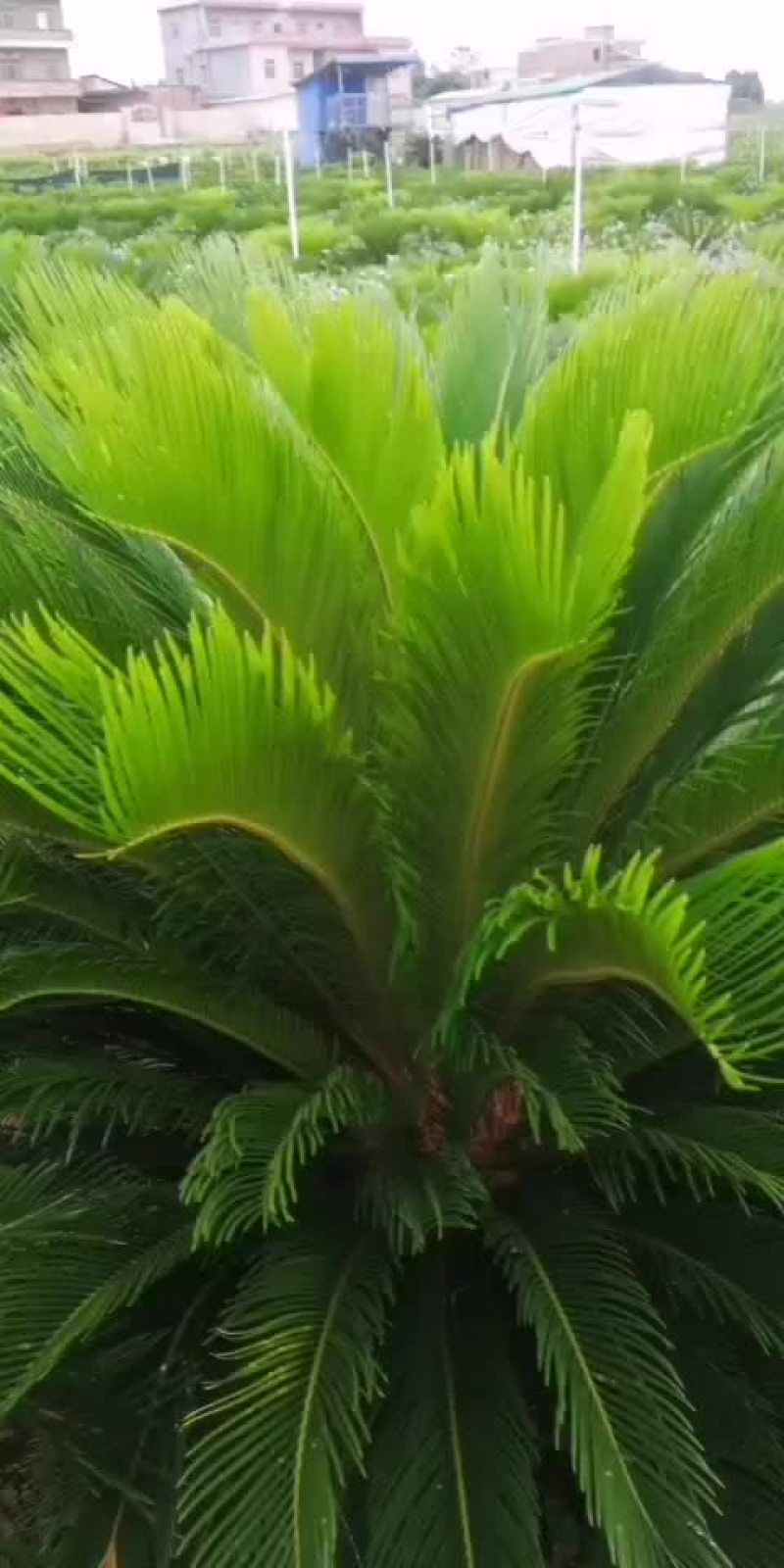 铁树/苏铁树/盆景绿化/花卉盆景/种植场直接发货
