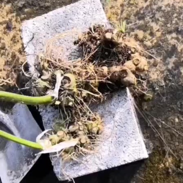 野生黄精