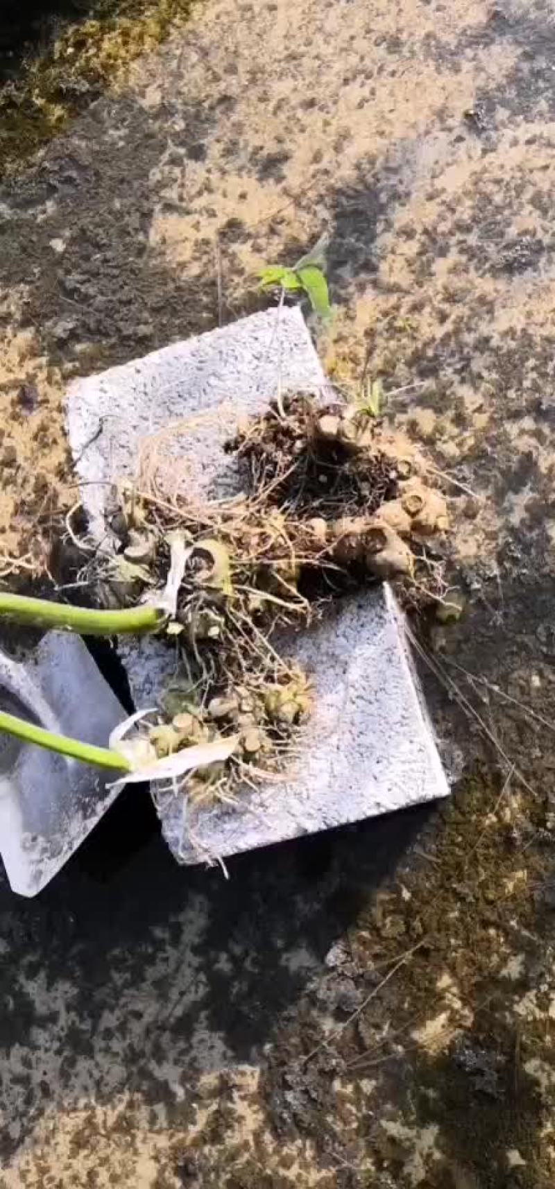 野生黄精
