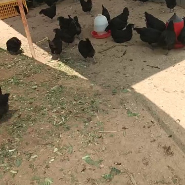 脱温五黑鸡苗打包发货