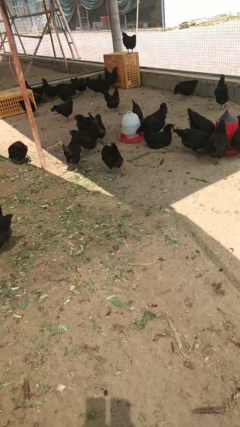 脱温五黑鸡苗打包发货