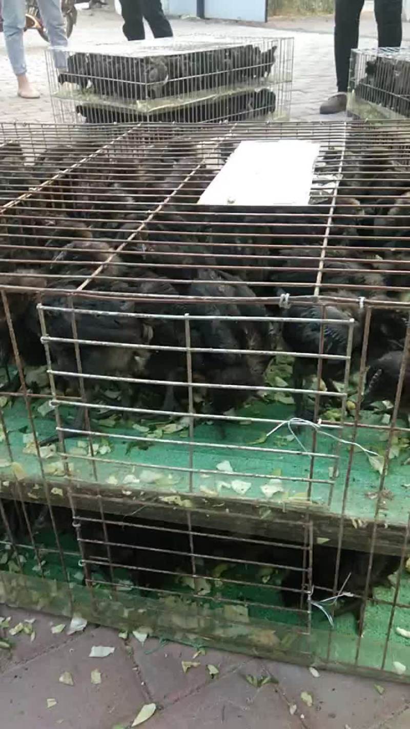 脱温五黑鸡苗打包发货