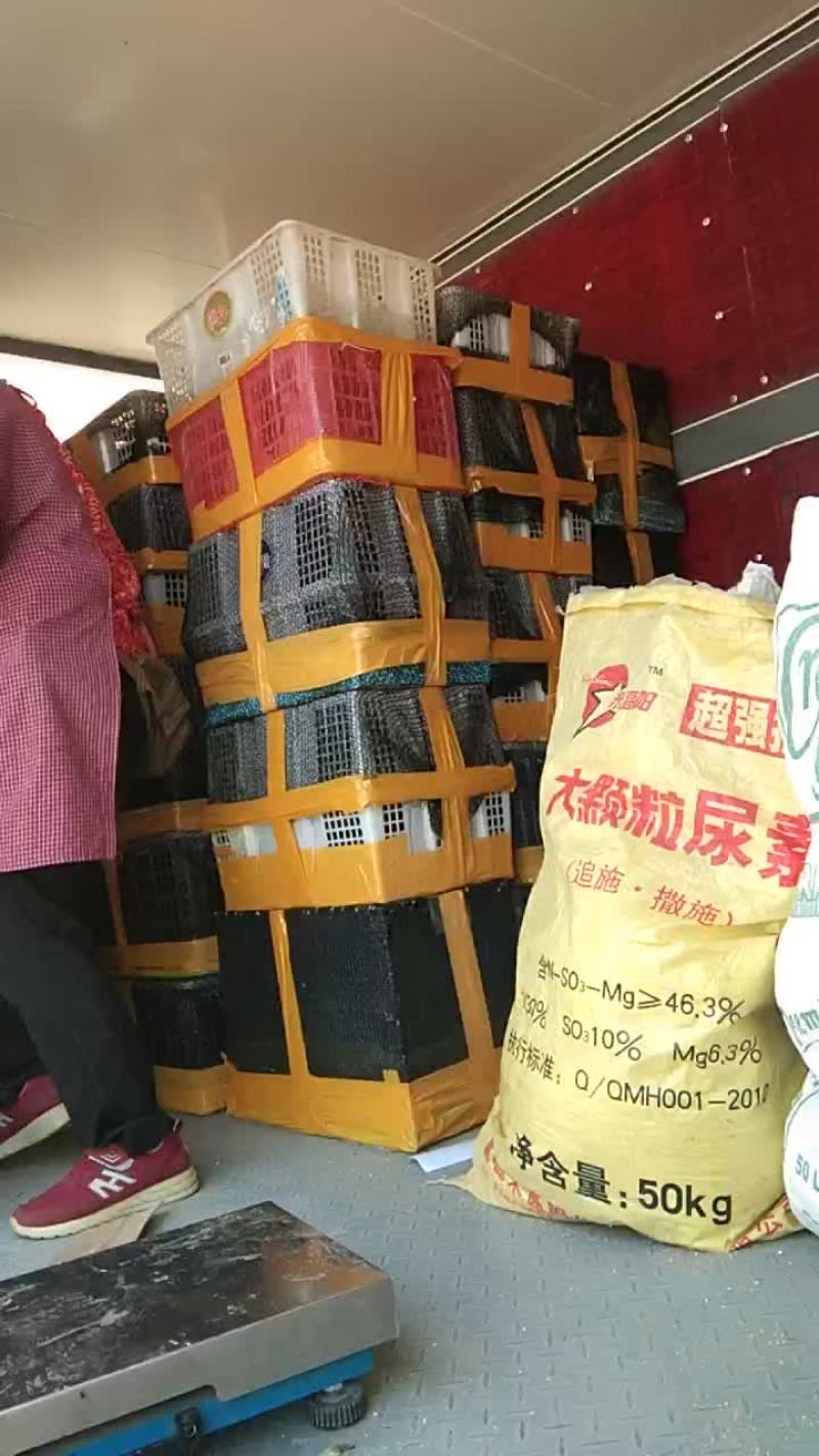 脱温五黑鸡苗打包发货