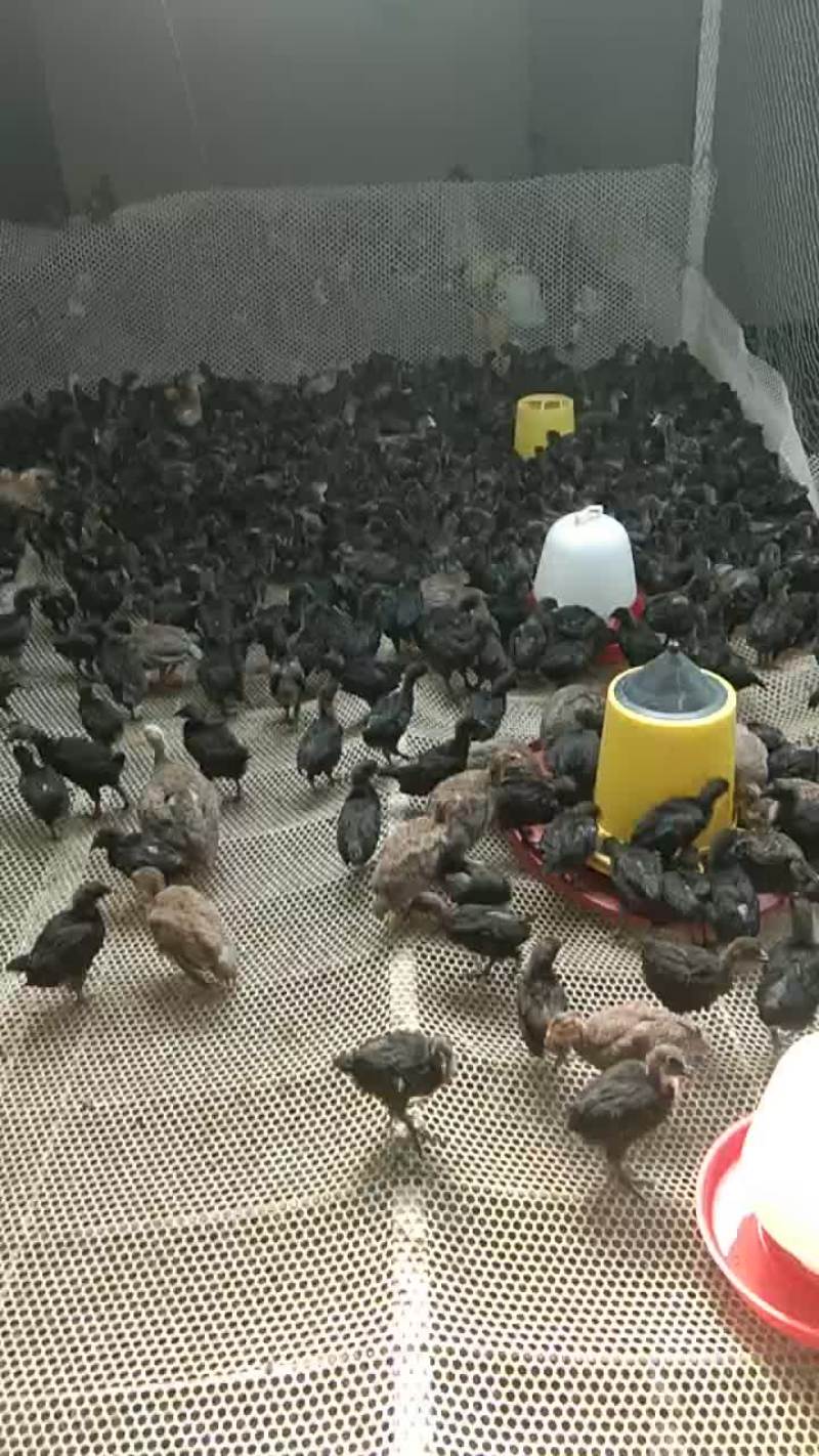 脱温五黑鸡苗打包发货