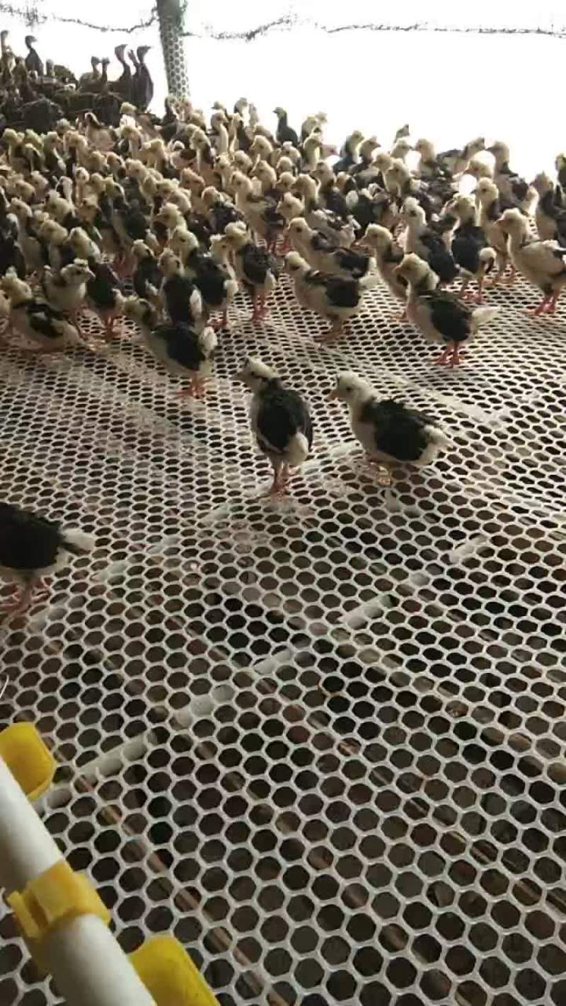 脱温贵妃鸡苗打包发货。