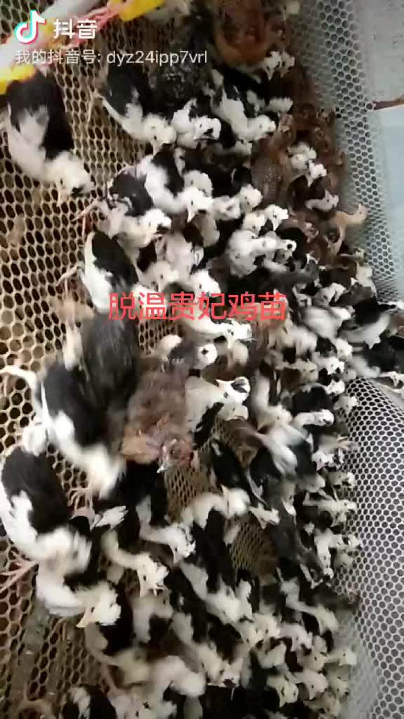 脱温贵妃鸡苗打包发货。