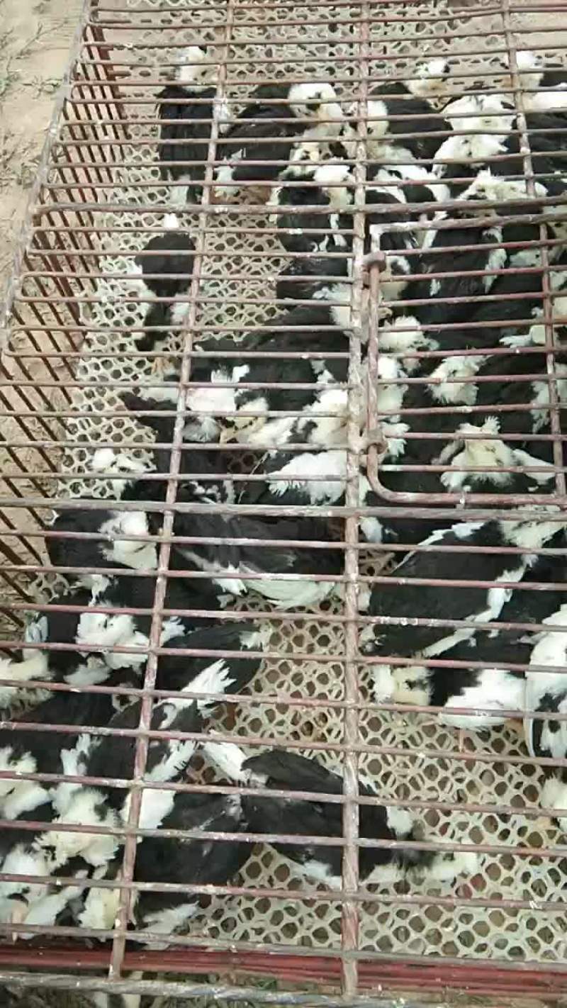 脱温贵妃鸡苗打包发货。