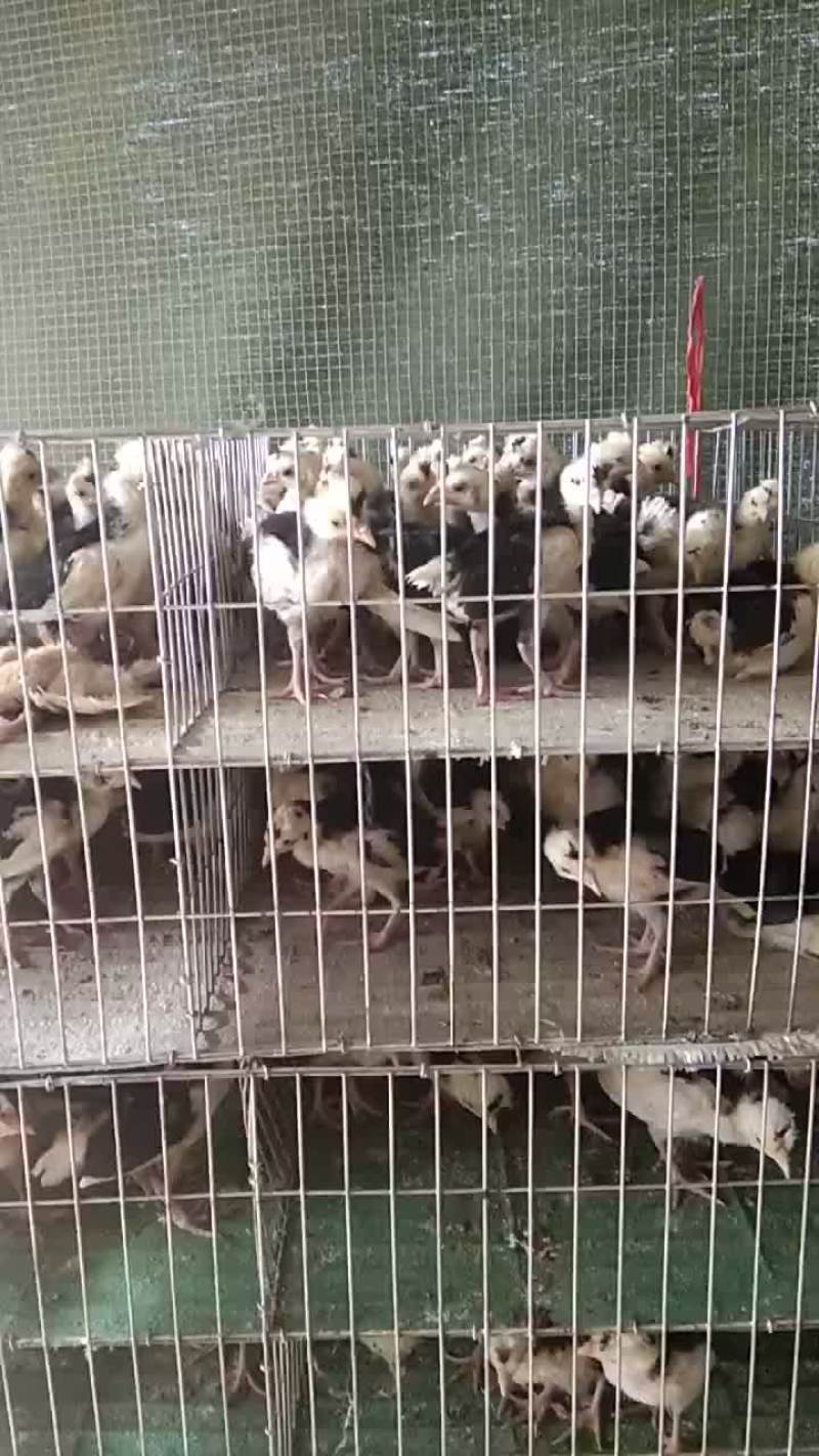 脱温贵妃鸡苗打包发货。