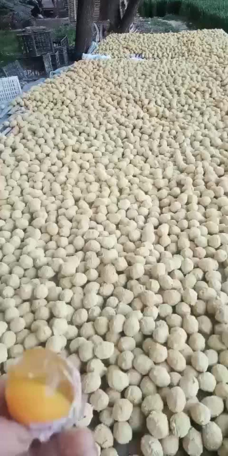 大量出售河南变蛋0.38
