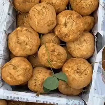 豆薯