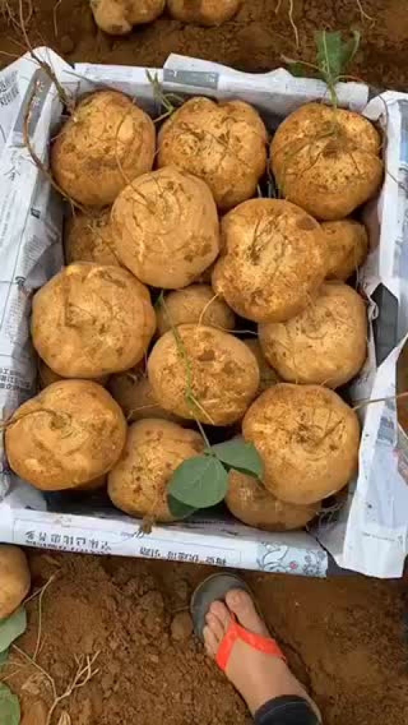 豆薯