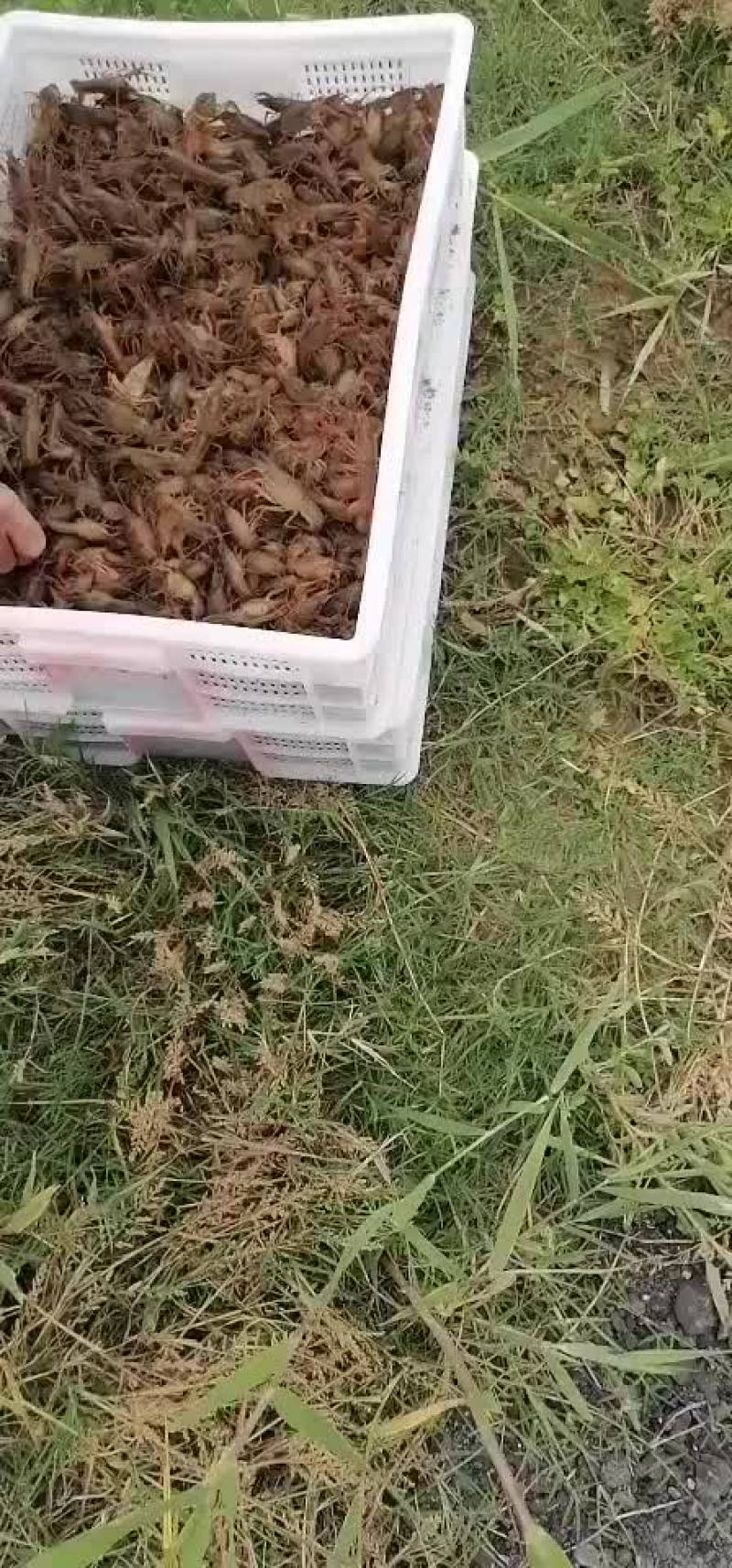 微山湖优质小龙虾苗冷藏车专业配送